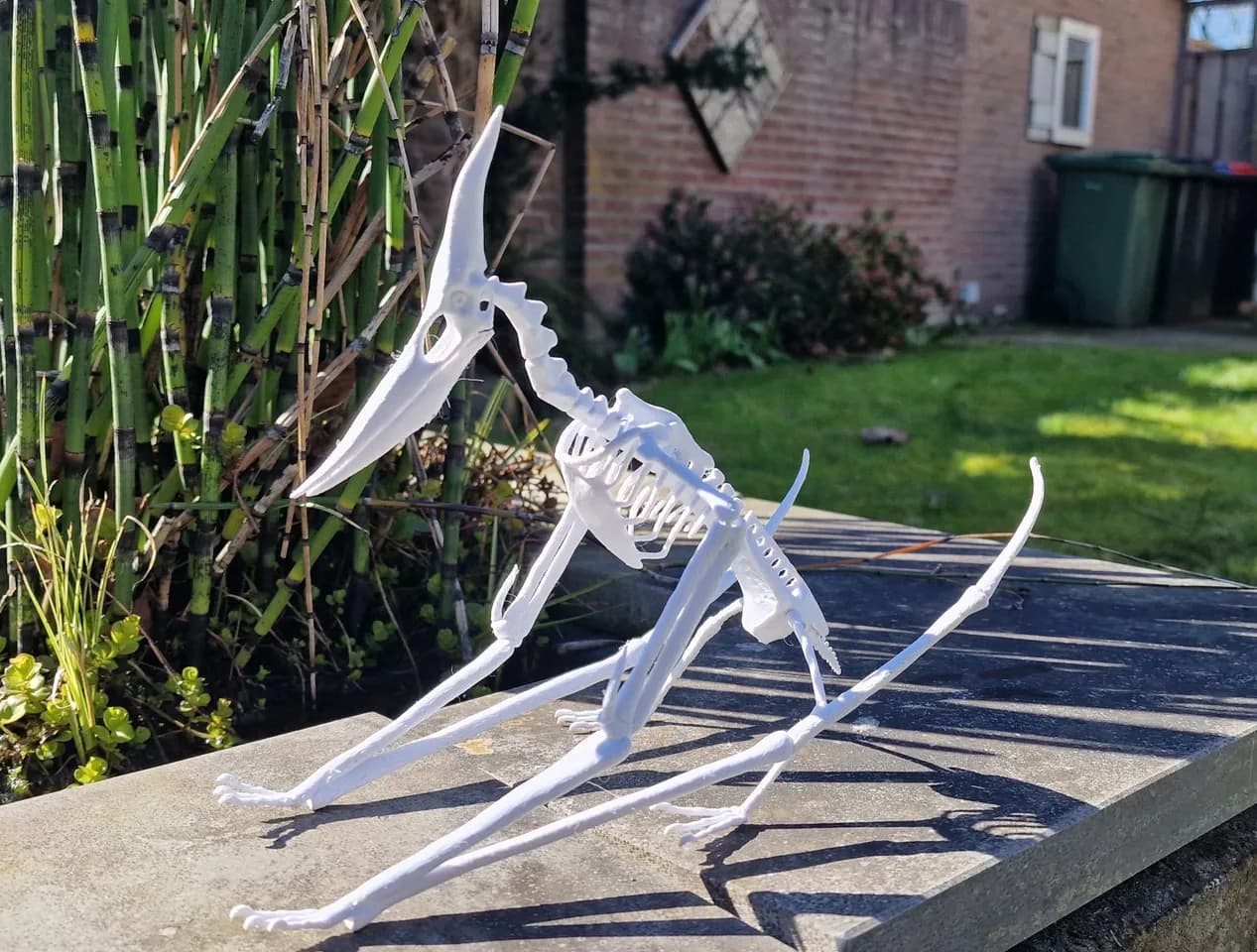 هيكل عظمي لبتيرانودون